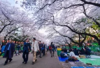 Festival Bunga Sakura Jepang yang Megah