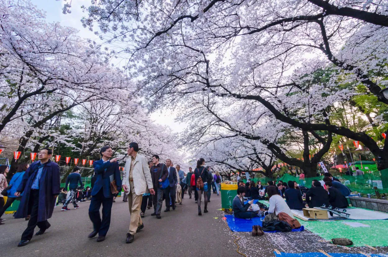 Festival Bunga Sakura Jepang yang Megah