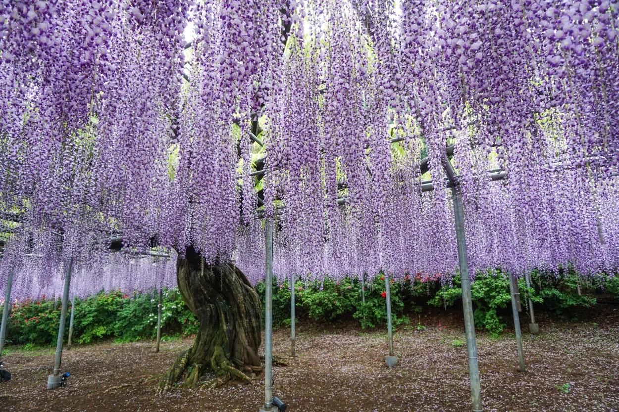 Festival Bunga Wisteria Jepang yang Menakjubkan