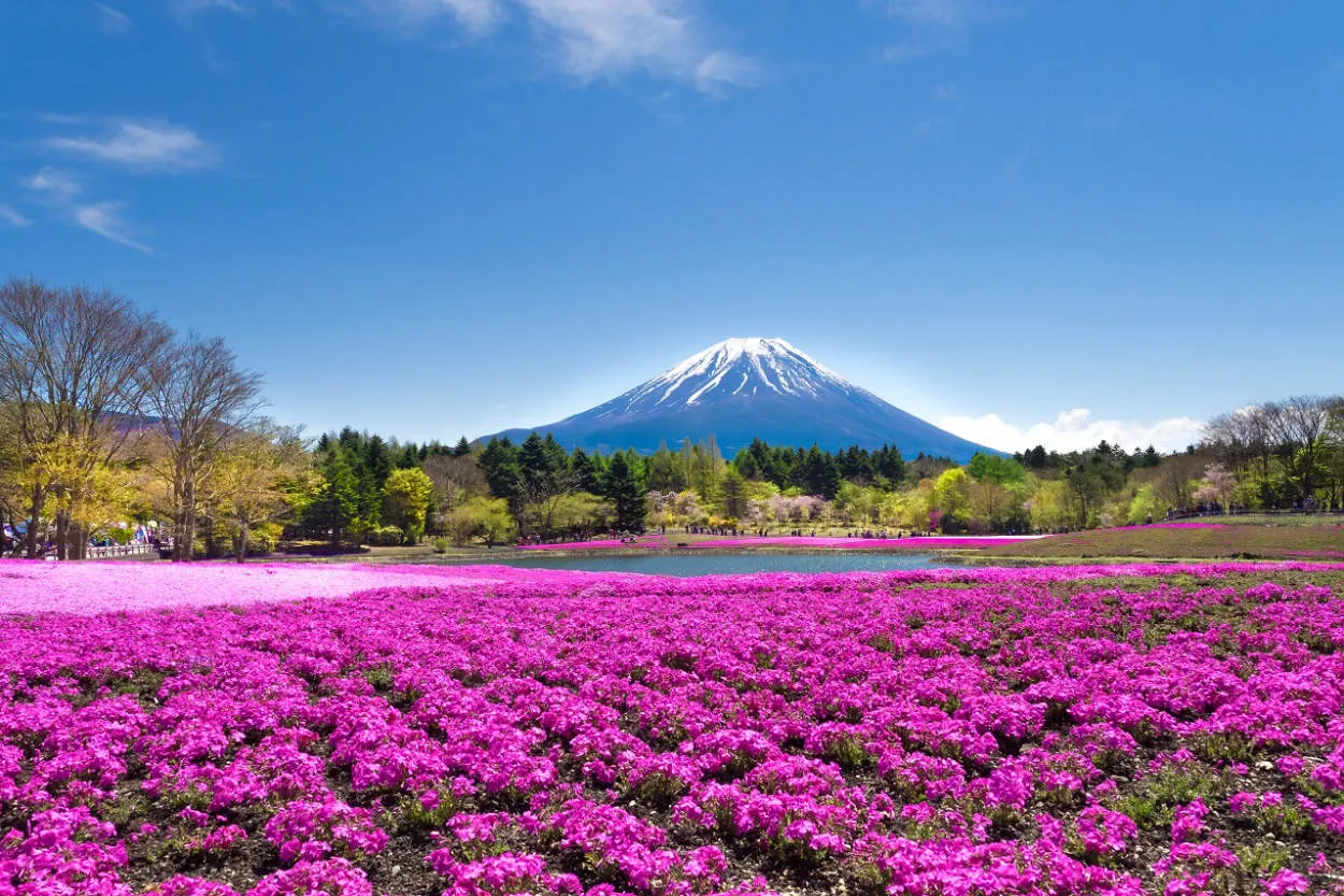 Festival Pameran Bunga di Jepang yang Cantik