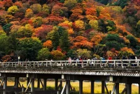 Festival Pohon Momiji Jepang yang Meriah