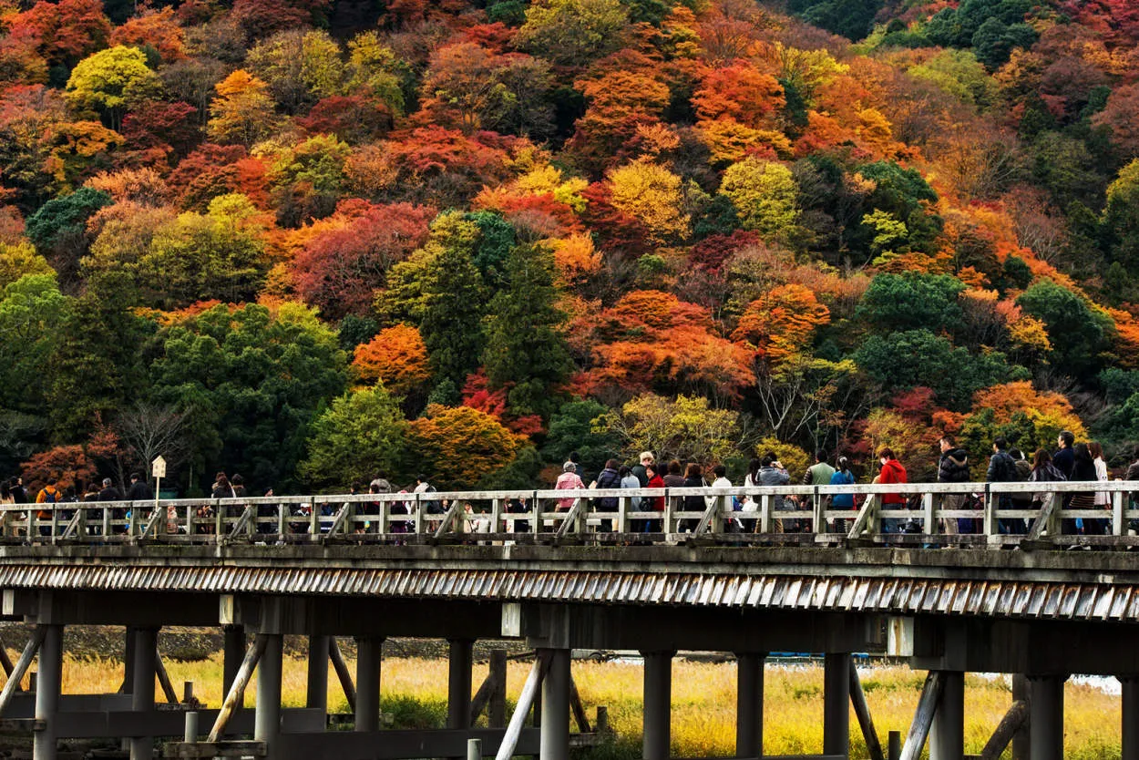 Festival Pohon Momiji Jepang yang Meriah