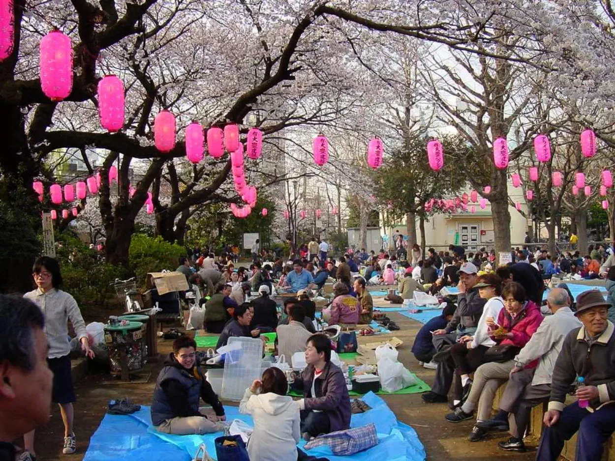 Tradisi Hanami: Melihat Bunga Sakura di Jepang